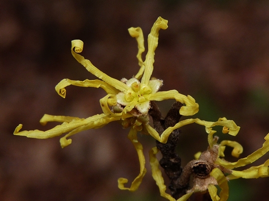 {Hamamelis virginiana}